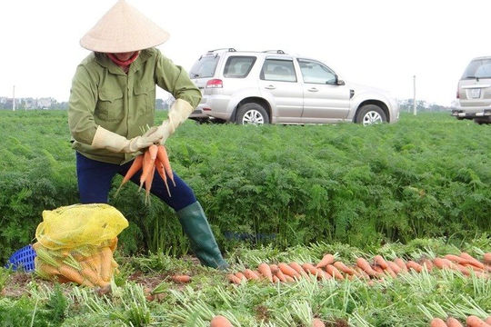 Hải Dương hỗ trợ cơ sở nông nghiệp thông minh gắn với chuyển đổi số