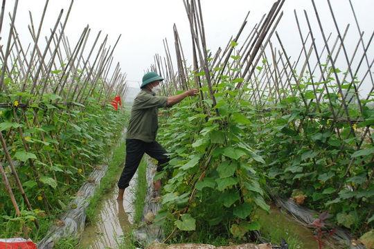 Phát triển nông nghiệp theo chuỗi kết hợp với áp dụng khoa học công nghệ