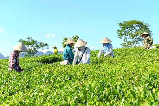 Hoàn thiện chính sách để hợp tác xã phát triển