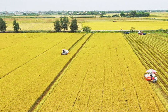 Đến 2030, hình thành 1 triệu héc-ta vùng chuyên canh lúa chất lượng cao, phát thải thấp
