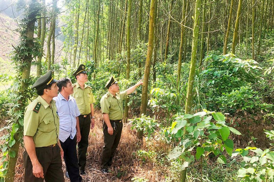 Hải Dương sử dụng hiệu quả nguồn lực để bảo vệ và phát triển rừng Hải Dương sử dụng hiệu quả nguồn lực để bảo vệ và phát triển rừng