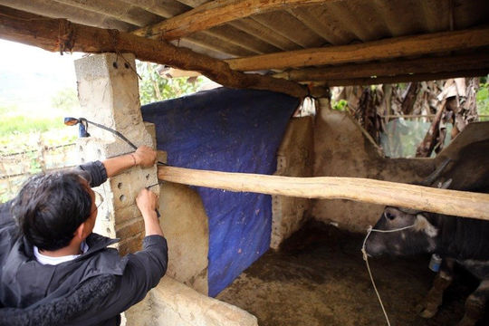 Chủ động phòng, chống rét đậm, rét hại kéo dài