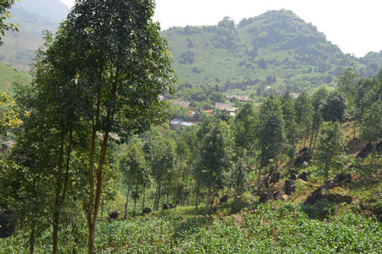 Việt Nam lần đầu tiên bán tín chỉ các-bon rừng thu về 1.250 tỷ đồng