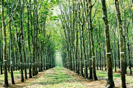 Dừng thí điểm cho hộ nông dân góp vốn trồng cây cao su bằng quyền sử dụng đất Dừng thí điểm cho hộ nông dân góp vốn trồng cây cao su bằng quyền sử dụng đất