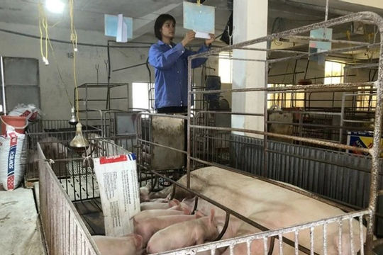 Chủ động nguồn cung thực phẩm dịp Tết Nguyên đán Giáp Thìn 2024 Chủ động nguồn cung thực phẩm dịp Tết Nguyên đán Giáp Thìn 2024