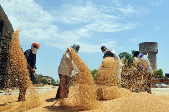 Năm 2023 nhiều "sóng gió" cho thị trường gạo thế giới 