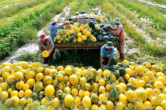 Quy hoạch Vĩnh Long là tỉnh nông nghiệp công nghệ cao, sinh thái đến năm 2030  Quy hoạch Vĩnh Long là tỉnh nông nghiệp công nghệ cao, sinh thái đến năm 2030
