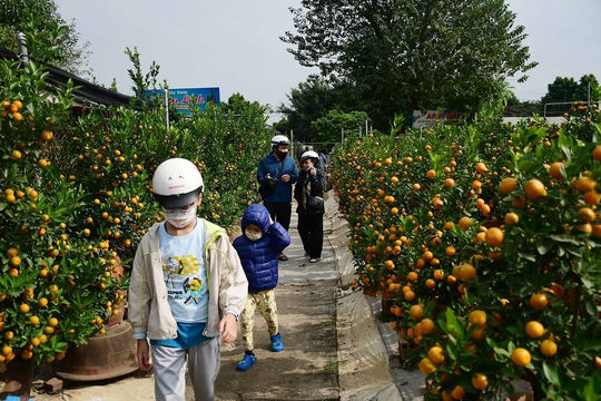 Làng Quất Tứ Liên tất bật vào vụ Tết