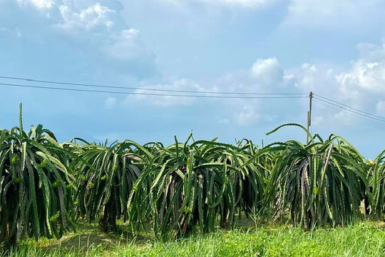 Nông nghiệp là một trong 3 trụ cột kinh tế của Bình Thuận