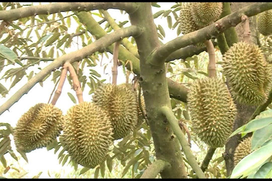 Ngành nông nghiệp của tỉnh nào có tốc độ tăng trưởng cao nhất nước?