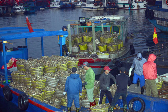 Chú trọng khai thác thế mạnh thủy sản