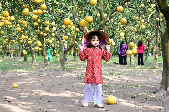 Vườn bưởi Diễn thu hút du khách đến tham quan