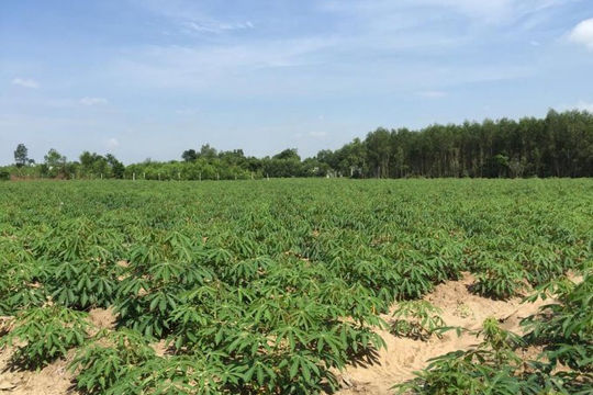 Đồng Nai: Hàng nghìn ha đất nông nghiệp sẽ được chuyển mục đích sử dụng