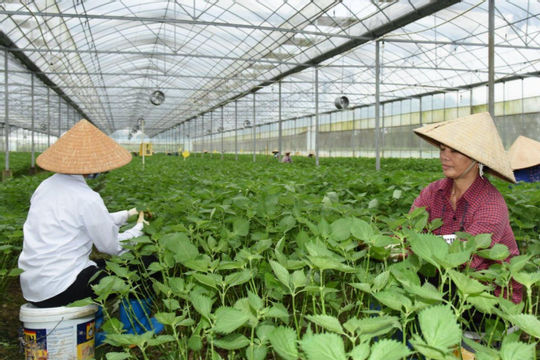 Nâng cao năng suất lao động nông nghiệp: Bắt đầu từ người nông dân