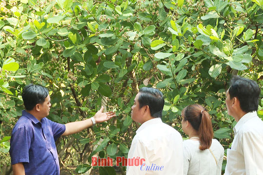 Bình Phước: Kim ngạch xuất khẩu tăng trên 77,6% Bình Phước: Kim ngạch xuất khẩu tăng trên 77,6%