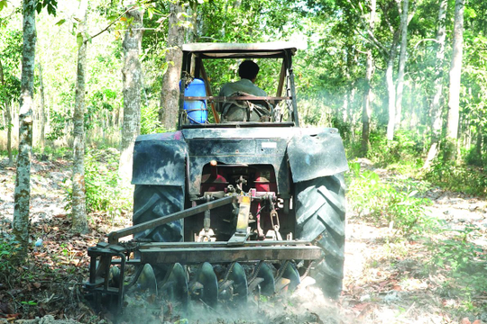 Tây Ninh: Hộ dân hợp đồng trồng rừng đạt 90%
