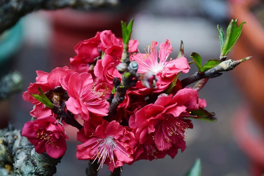 Chợ hoa Xuân Hàng Lược rực rỡ sắc màu ngày cận Tết