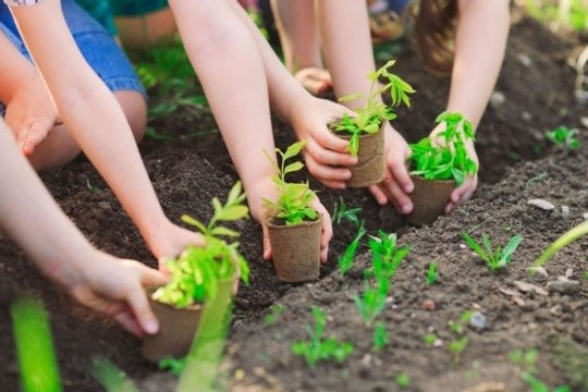 Tổ chức Tết trồng cây, tăng cường quản lý, bảo vệ, phát triển rừng Tổ chức Tết trồng cây, tăng cường quản lý, bảo vệ, phát triển rừng