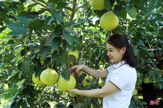 Hà Tĩnh: Phấn đấu hoàn thành các tiêu chí tỉnh nông thôn mới