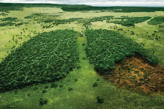 51,5 triệu USD cho mục tiêu giảm phác thải thông qua bảo tồn rừng