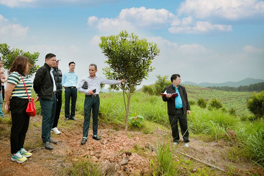 Tiếp tục nâng quy mô doanh nghiệp sản xuất lâm nghiệp