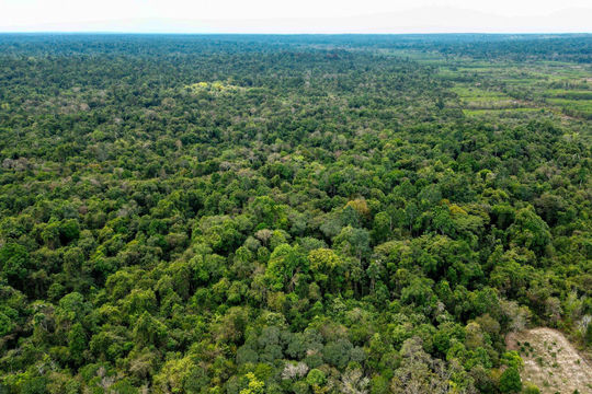 Khai phá nguồn lợi kinh tế nghìn tỷ từ rừng