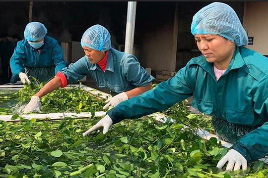 Tháo gỡ khó khăn cho hoạt động xuất khẩu dược liệu Tháo gỡ khó khăn cho hoạt động xuất khẩu dược liệu