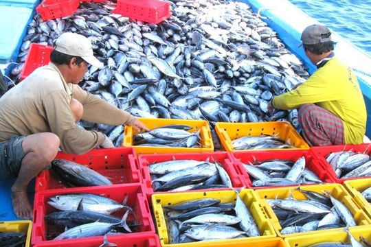 Khai thác thủy sản không có Giấy phép bị phạt tới 100 triệu đồng