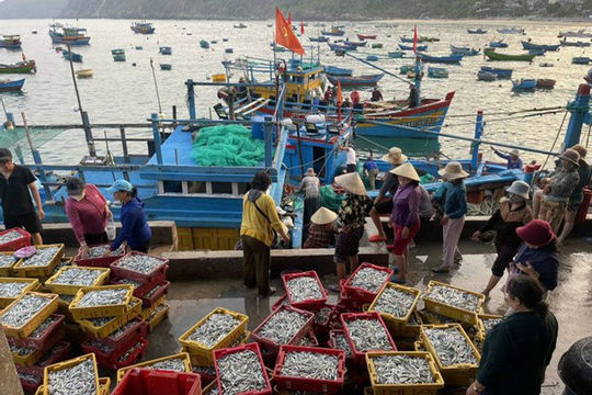 Bình Định: Tình trạng tàu cá bị nước ngoài bắt giữ vẫn chưa chấm dứt hẳn 