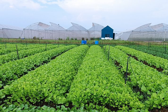 Vĩnh Phúc thu hút hơn 363 triệu USD vốn FDI trong 4 tháng đầu năm 2024