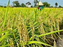  Việt Nam sẽ sớm có sản phẩm ﻿‘lúa giảm phát thải'