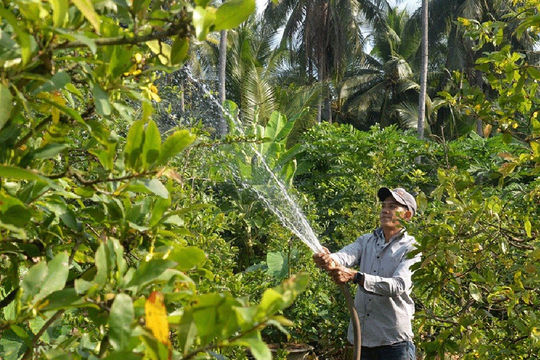 “Thủ phủ” trái cây quay cuồng ứng phó trước “cơn bão” hạn, mặn
