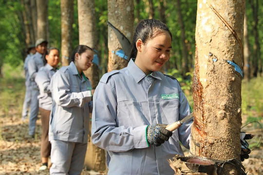 THACO AGRI hướng tới mô hình phát triển nông nghiệp bền vững THACO AGRI hướng tới mô hình phát triển nông nghiệp bền vững