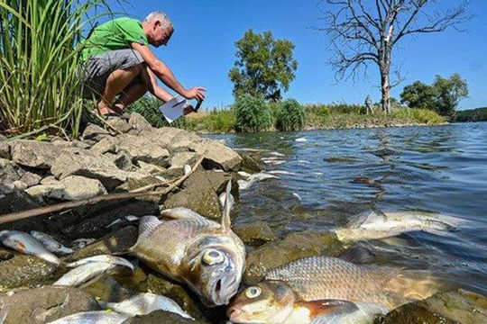 Ba Lan: Cảnh báo về thảm họa môi trường trên diện rộng tại sông Oder