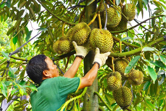 Ngăn tăng trưởng “nóng” của ngành hàng tỷ đô sầu riêng 