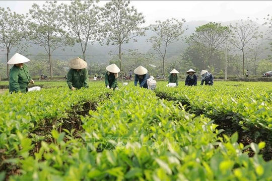 Xử lý dứt điểm tình trạng tranh chấp đất đai tại các công ty nông, lâm nghiệp