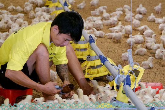 Thúc đẩy xuất khẩu động vật và sản phẩm động vật trên địa bàn Tây Ninh