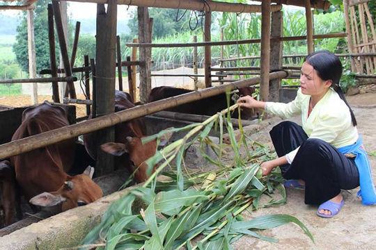 Tín dụng chính sách xã hội góp phần phát triển kinh tế, giảm nghèo bền vững