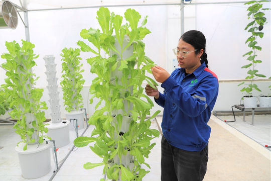 Vườn thực nghiệm Supe Lâm Thao: Hướng tới mô hình nông nghiệp xanh, sạch, bền vững 