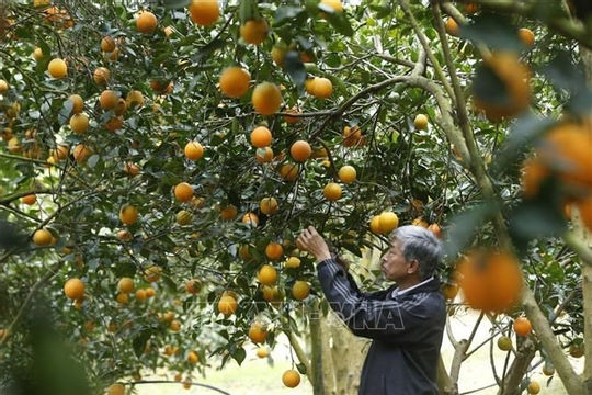 Động lực thúc đẩy phát triển nông nghiệp, nông thôn