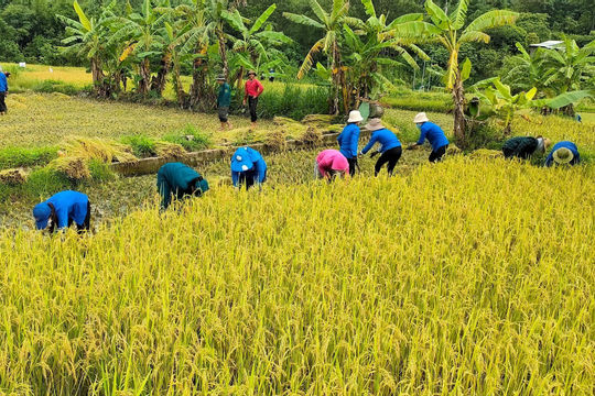 Sản xuất nông, lâm nghiệp duy trì tăng trưởng