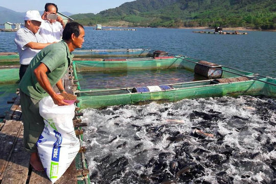 Chăn nuôi ổn định, thủy sản tăng trưởng khá Chăn nuôi ổn định, thủy sản tăng trưởng khá