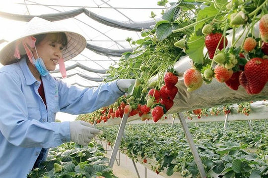 6 thách thức của nông nghiệp công nghệ cao