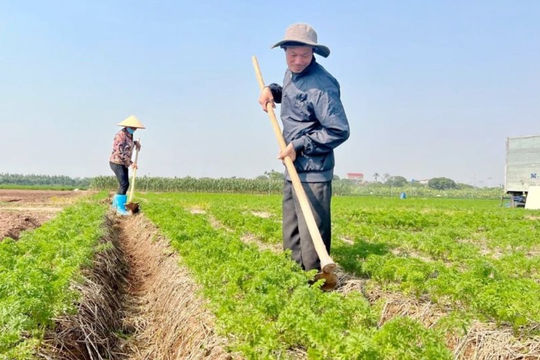 Hải Dương: Thành lập Quỹ hỗ trợ phát triển hợp tác xã