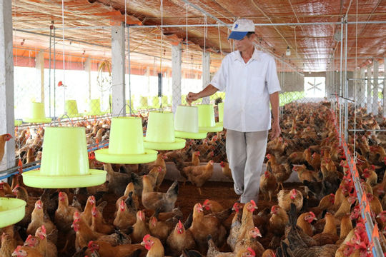 Hợp tác phát triển chuỗi giá trị chăn nuôi tại Việt Nam Hợp tác phát triển chuỗi giá trị chăn nuôi tại Việt Nam