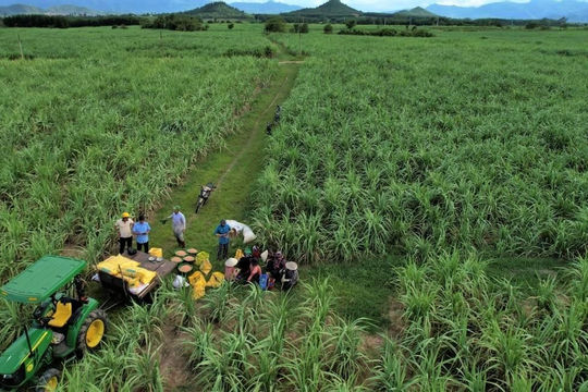 Phát triển dòng sản phẩm NPK Phú Mỹ giúp đất màu mỡ, mía ngọt ngào Phát triển dòng sản phẩm NPK Phú Mỹ giúp đất màu mỡ, mía ngọt ngào