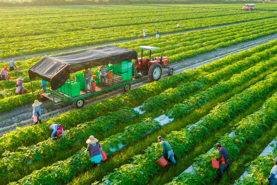 Đẩy mạnh tái cơ cấu gắn với tăng trưởng bền vững ngành nông nghiệp