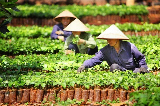 Giá cả hàng hóa, dịch vụ tăng cao ảnh hưởng tới nhiều hộ dân