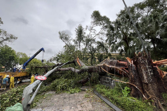 TP.Hồ Chí Minh cử 48 nhân viên công ty cây xanh hỗ trợ miền Bắc khắc phục bão TP.Hồ Chí Minh cử 48 nhân viên công ty cây xanh hỗ trợ miền Bắc khắc phục bão