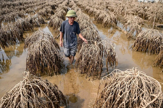 Hàng chục ha Đào Nhật Tân bị lụi tàn sau Cơn bão số 3 (Yagi)